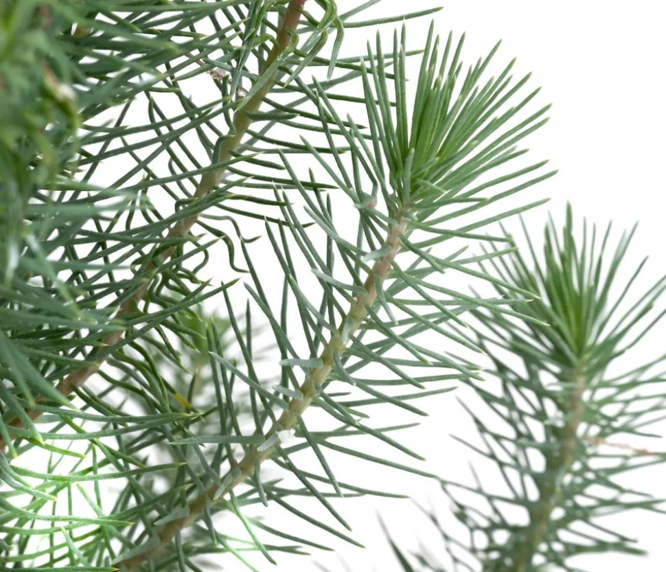 Pinie 'Silver Crest'