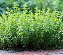 Pizza-Oregano