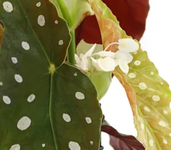 Polka-Dot Begonie - Begonia maculata