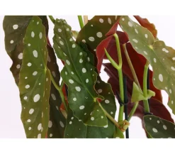 Polka-Dot Begonie - Begonia maculata