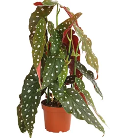 Polka-Dot Begonie - Begonia maculata