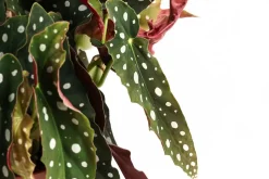 Polka-Dot Begonie - Begonia maculata