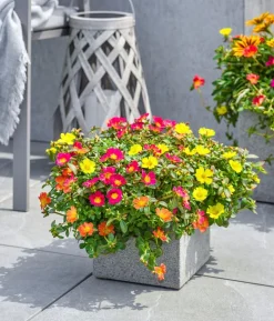 Portulakröschen