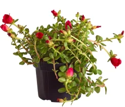 Portulakröschen
