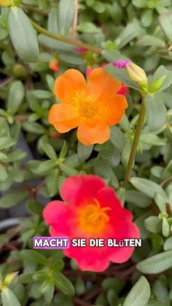 Portulakröschen