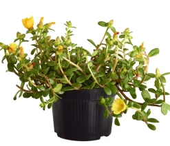 Portulakröschen