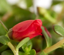 Portulakröschen
