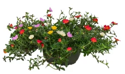 Portulakröschen, Schale
