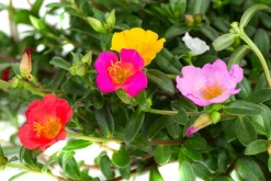 Portulakröschen, Schale