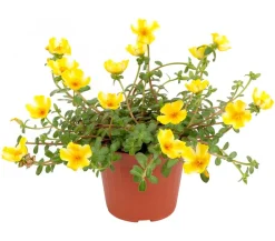 Portulakröschen, zweifarbig, verschiedene Sorten