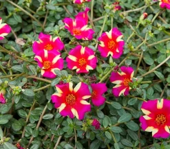 Portulakröschen, zweifarbig, verschiedene Sorten