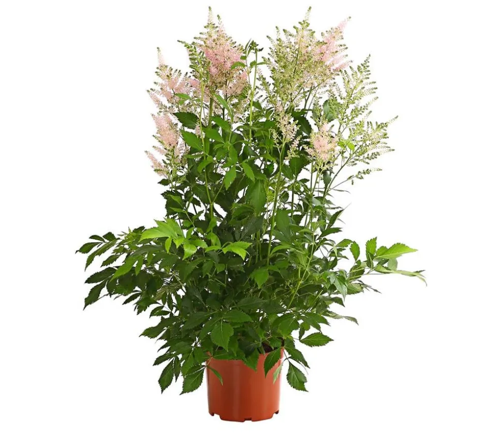 Prachtspiere, Astilbe