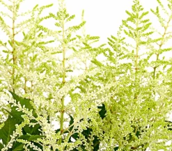 Prachtspiere, Astilbe