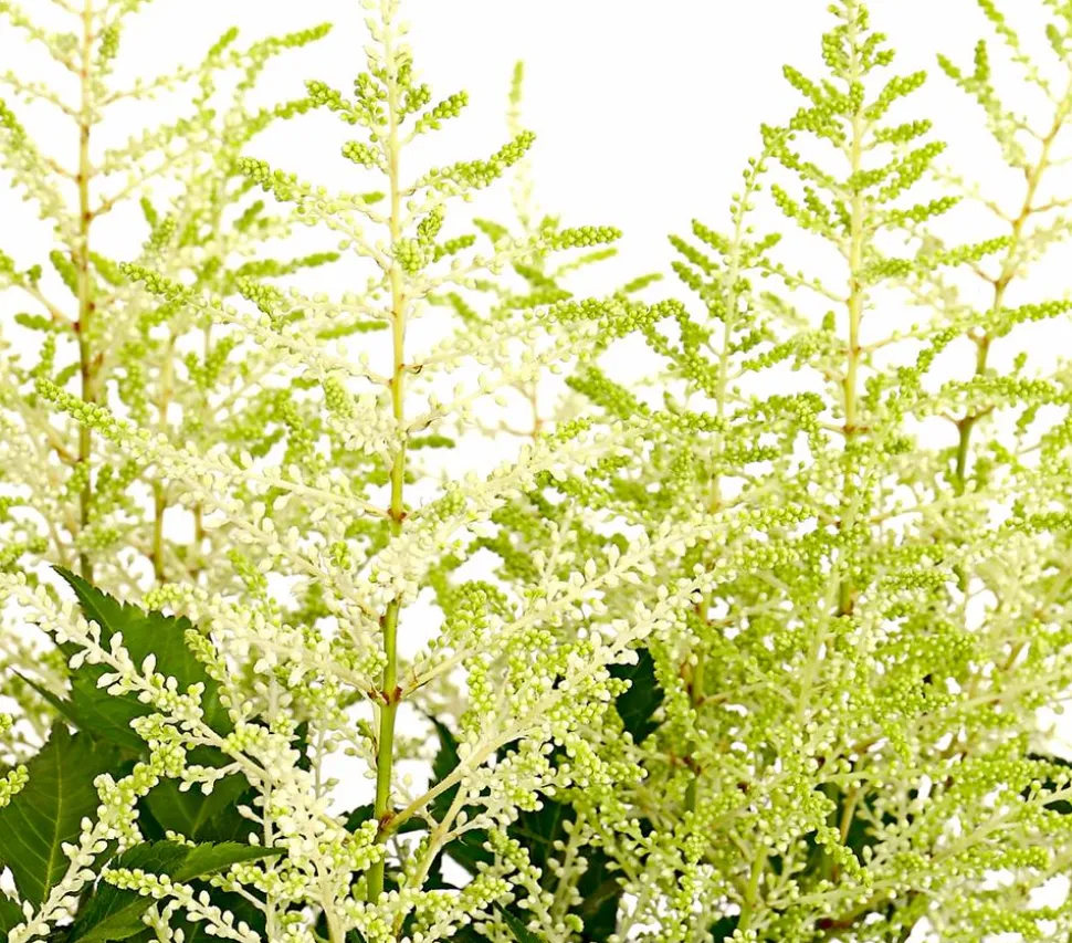 Prachtspiere, Astilbe