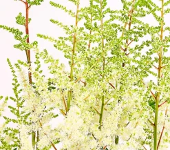 Prachtspiere, Astilbe, verschiedene Sorten