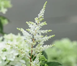 Prachtspiere, Astilbe, verschiedene Sorten