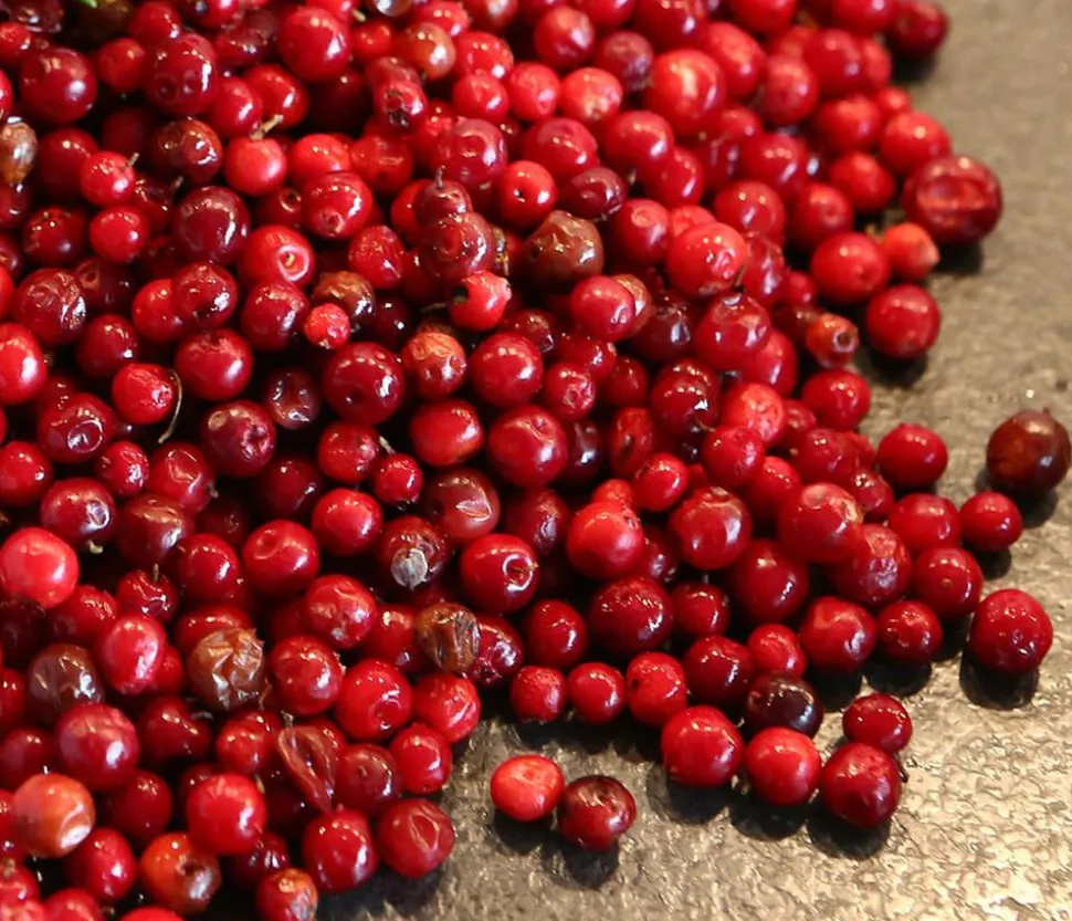 Preiselbeere 'Red Pearl'