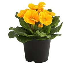 Primel, verschiedene Farben