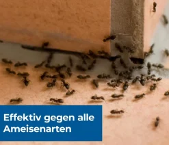 PROTECT HOME FormineX Ameisen-Köder Multi, 3 Stk.