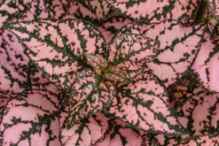 Punktblume 'Hippo', verschiedene Farben