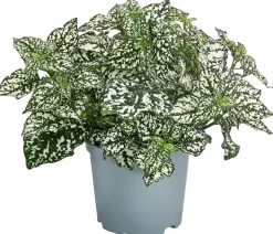 Punktblume 'Hippo', verschiedene Farben