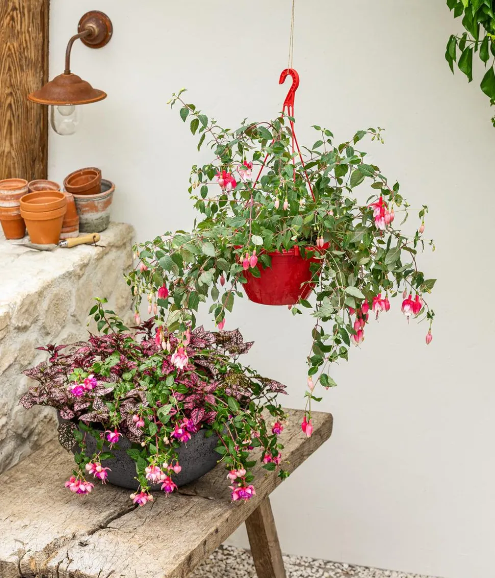 Punktblume 'Hippo', verschiedene Farben