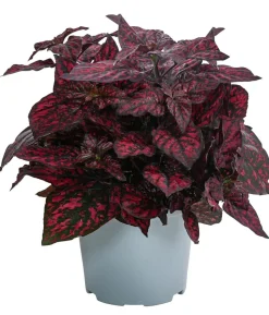 Punktblume 'Hippo', verschiedene Farben