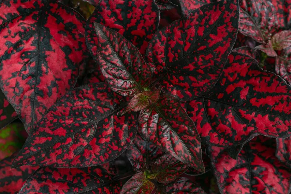 Punktblume 'Hippo', verschiedene Farben