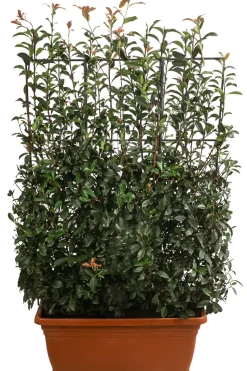 Purpur-Glanzmispel 'Glanzkopf', ca. 170 cm