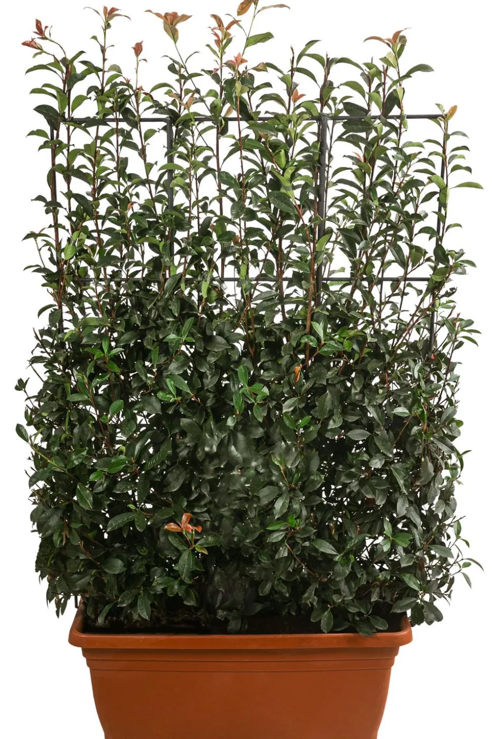 Purpur-Glanzmispel 'Glanzkopf', ca. 170 cm