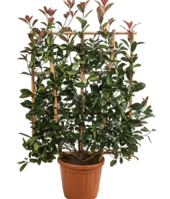 Purpur-Glanzmispel 'Red Robin', ca. 120-140 cm