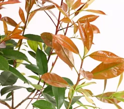Purpur-Glanzmispel 'Red Robin'