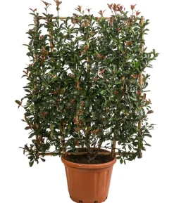 Purpur-Glanzmispel 'Robusta Compacta', ca. 150-160 cm