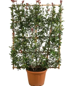 Purpur-Glanzmispel 'Robusta Compacta', ca. 190-200 cm