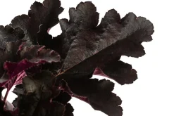 Purpurglöckchen 'Black Pearl®'