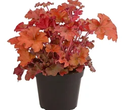 Purpurglöckchen 'Boysenberry'