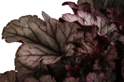 Purpurglöckchen 'Huckleberry'