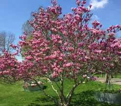 Purpur-Magnolie 'Susan'