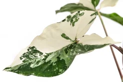 Purpurtute - Syngonium podophyllum 'Albo Variegata', panaschiert