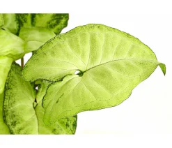 Purpurtute - Syngonium cultivars 'White Butterfly'