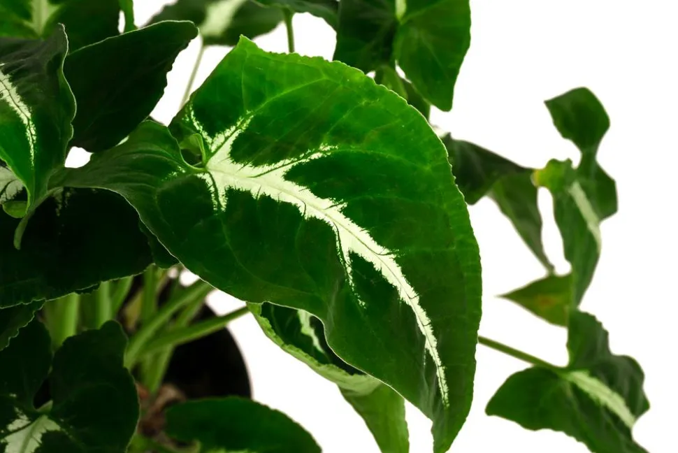 Purpurtute - Syngonium 'Wendlandii'