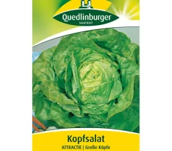 Quedlinburger Samen Kopfsalat 'Attractie'