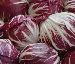 Radicchio, 6er Schale
