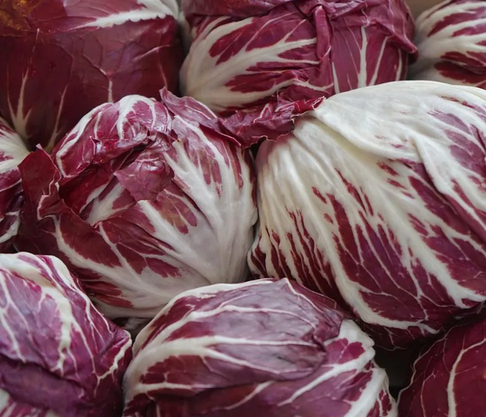 Radicchio, 6er Schale