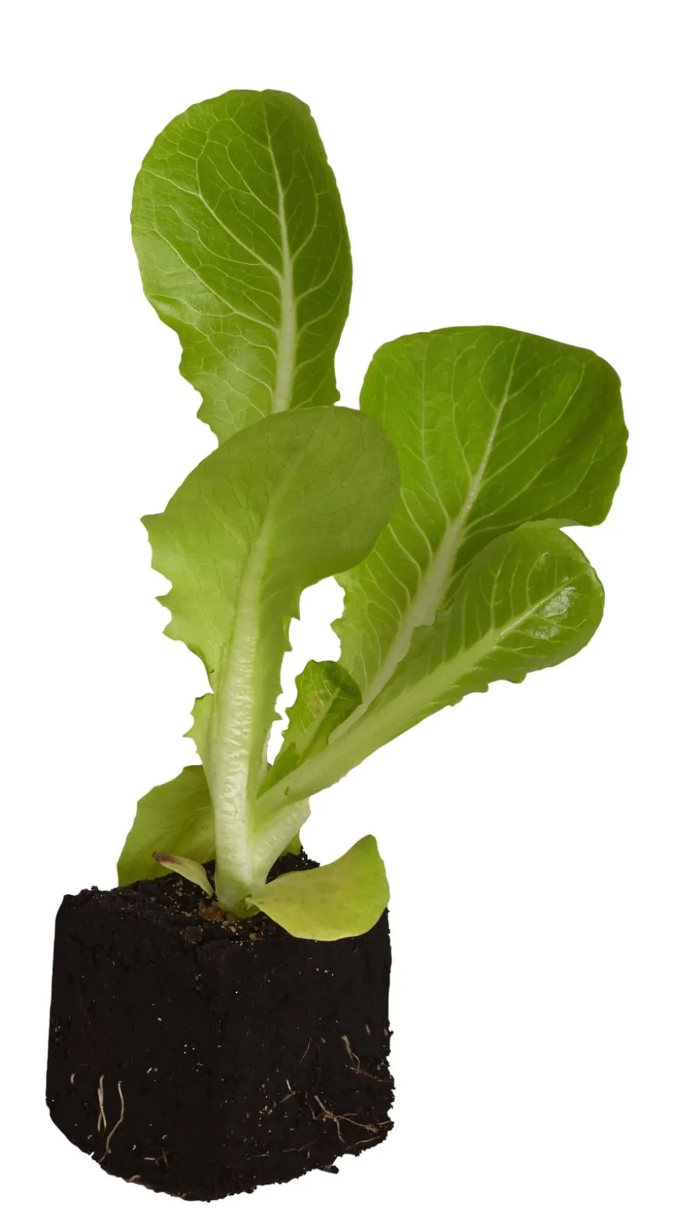 Radicchio, 6er Schale