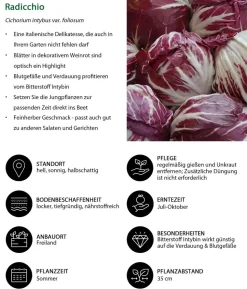 Radicchio, 6er Schale