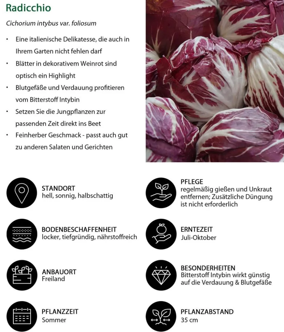 Radicchio, 6er Schale