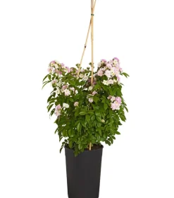 Ramblerrosen, verschiedene Sorten