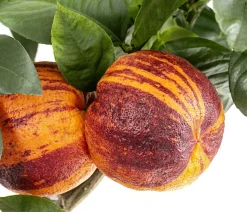 Regenbogen-Orange 'Arcobal'
