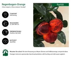 Regenbogen-Orange 'Arcobal'